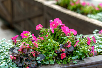 Bright pink flowers in a wooden planter box form a picturesque splash of color within the urban setting. Their freshness and richness evoke a mood of joy and natural harmony.