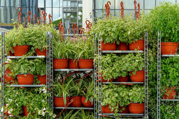 Potted plants in red containers are neatly arranged on metal shelves inside a greenhouse, forming an organized and green environment. 