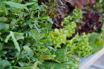Green leaves of arugula and lettuce, close-up view. Healthy green leaves