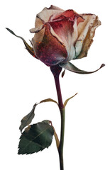 Fototapeta premium PNG Red rose wallpaper flower painting petal.