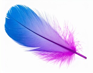 blue feather isolated on white