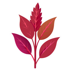 vector illustration of a red amaranth leaf