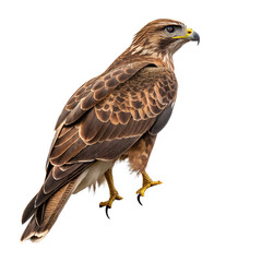 Obraz premium A close-up of a brown hawk with intricate feather patterns. The bird stands confidently, showcasing its sharp beak and keen eyes against a black background.