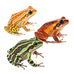 Fototapeta premium Three colorful frogs on a black background. The frogs include a yellow and black spotted frog, a red and orange frog, and a green striped frog. They are positioned closely together.