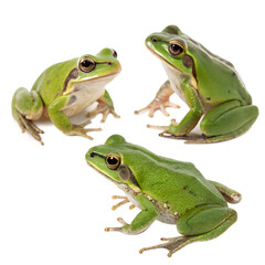 Obraz premium Three green frogs on a black background. They exhibit smooth skin and distinct markings. The frogs are in various poses, showcasing their natural features.