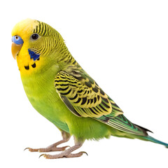 Fototapeta premium A vibrant green and yellow budgerigar parakeet stands against a black background. The bird has a distinctive blue patch on its face and intricate feather patterns.