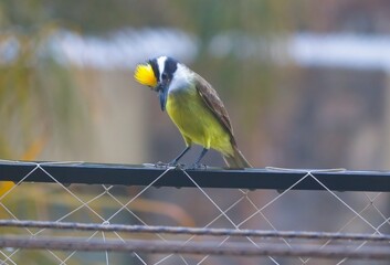 Great kiskadee in the rain