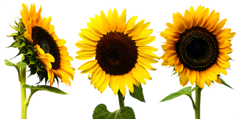 set of sunflower flowers captivating summer collection isolated on white background, png, ai generated.