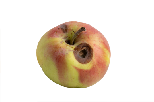 Apple with deep rot spots isolated on transparent background
