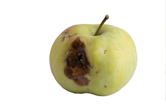 Green apple with rot and bruises on transparent background
