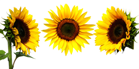 set of sunflower flowers captivating summer collection isolated on white background, png, ai generated.	