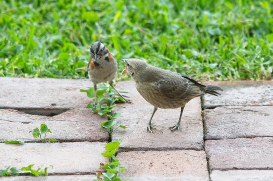 Rufous-collared Sparrow (Zonotrichia capensis) feeding a juvenile Shiny Cowbird (Molothrus bonariensis) on a brick garden path, showing brood parasitism behavior.