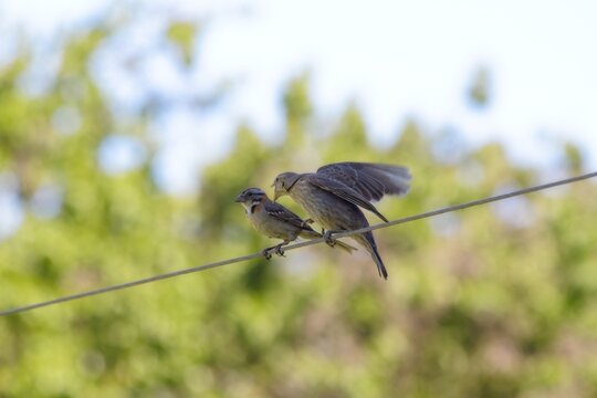 Rufous-collared Sparrow (Zonotrichia capensis) feeding a juvenile Shiny Cowbird (Molothrus bonariensis) on a wire, showing brood parasitism.