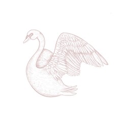 Elegant hand-drawn swan with open wings in vintage engraving style on white background. Perfect for luxury branding, wedding invitations, romantic packaging, nature-themed designs. Detailed line art