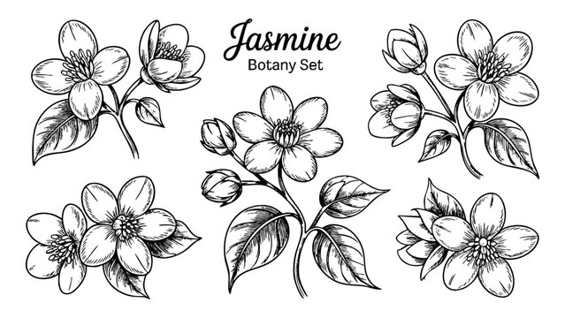 Jasmine flower botany set. Vector illustration of jasmine flowers on a transparent background. Floral design, botany, and jasmine.