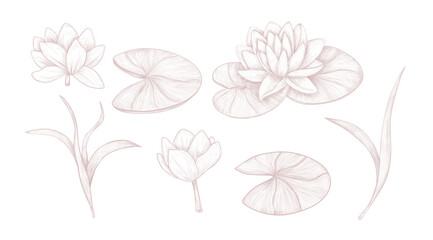Water Lily Set. Botanical Line Art.Beautiful hand-drawn collection in soft pastel tones. This botanical set includes lotus flowers, lily pads, and leaves, perfect for elegant wedding, spa branding