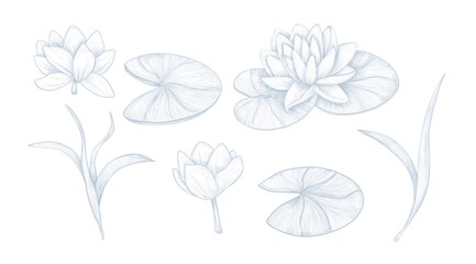 Water Lily Set. Botanical Line Art.Beautiful hand-drawn collection in soft pastel tones. This botanical set includes lotus flowers, lily pads, and leaves, perfect for elegant wedding, spa branding
