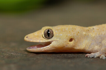 Close-up of a cute Tropical House Gecko (Hemidactylus mabouia), also called the Cosmopolitan House Gecko, on a rock in KwaZulu-Natal, South Africa
