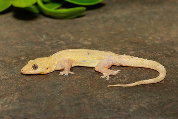 Close-up of a cute Tropical House Gecko (Hemidactylus mabouia), also called the Cosmopolitan House Gecko, on a rock in KwaZulu-Natal, South Africa