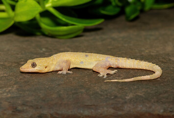 Close-up of a cute Tropical House Gecko (Hemidactylus mabouia), also called the Cosmopolitan House Gecko, on a rock in KwaZulu-Natal, South Africa