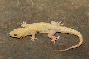 Close-up of a cute Tropical House Gecko (Hemidactylus mabouia), also called the Cosmopolitan House Gecko, on a rock in KwaZulu-Natal, South Africa