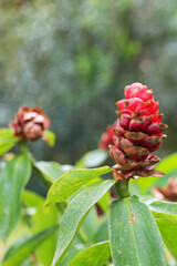 A conical and scaly inflorescence, in vibrant red and brown tones, emerges from green leaves of a Costus ginger plant, against a blurred foliage background.