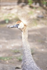 Grey crowned crane or gray crowned crane (Balearica regulorum).  African bird with crown of stiff golden feathers. These cranes are omnivores.