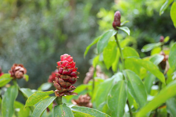 A conical and scaly inflorescence, in vibrant red and brown tones, emerges from green leaves of a Cane Reed (Costus), against a blurred foliage background.