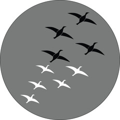 Naklejka premium Flock of black and white birds flying in a circle against a grey background migration