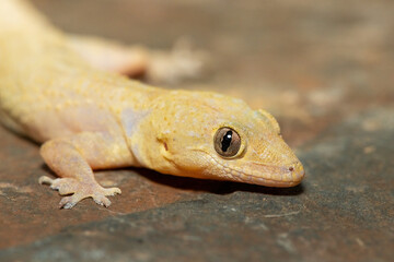 Close-up of a cute Tropical House Gecko (Hemidactylus mabouia), also called the Cosmopolitan House Gecko, on a rock in KwaZulu-Natal, South Africa