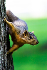 Adorable Park Squirrel Posing on The Bark of A Tree with Vibrant Green Background-Room for Message, Advertisement or Text