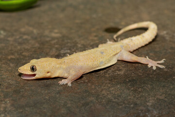 Close-up of a cute Tropical House Gecko (Hemidactylus mabouia), also called the Cosmopolitan House Gecko, on a rock in KwaZulu-Natal, South Africa