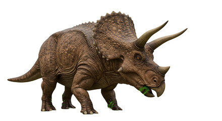 Fototapeta premium Isolated triceratops dinosaur eating plants jurassic herbivore prehistoric wildlife creature extinct animal