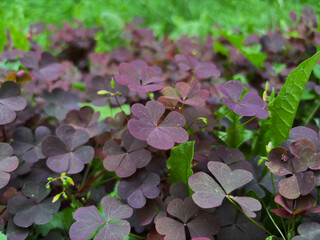 Meadow of purple clover flowers