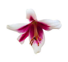 Delicate white and pink flower isolated on a transparent background. Ideal for floral design,...