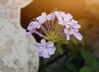 pink flowers on a wooden background