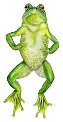 Obraz premium PNG Frog amphibian wildlife reptile.