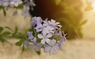 A delicate cluster of pale lilac flowers bloomed against the backdrop of an old stone wall, illuminated by soft sunlight.