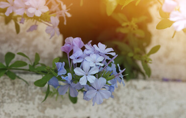 A delicate cluster of pale lilac flowers bloomed against the backdrop of an old stone wall, illuminated by soft sunlight.