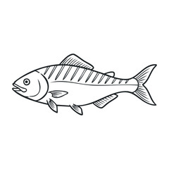 Fototapeta premium Black and white outline drawing of a salmon fish with detailed line work. Vector illustration