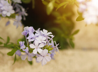A delicate cluster of pale lilac flowers bloomed against the backdrop of an old stone wall, illuminated by soft sunlight.