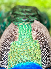 Abstract Geometric Pattern of Bright Colorful Feather of Peacock Bird in Wildlife