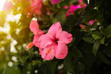 A bright pink hibiscus blooms amidst the dense greenery, bathed in the warm rays of the setting sun