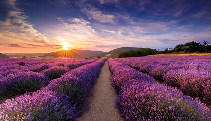 vibrant lavender fields at sunset scenic pathway through purple blooms