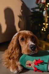 Cocker spaniel dog resting with Christmas sweater by holiday tree