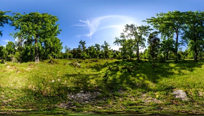 Obraz premium Panoramic forest scene