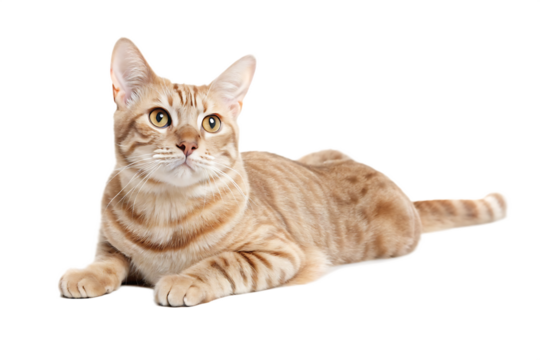 beautiful orange tabby cat lying isolated on white background, png, ai generated.