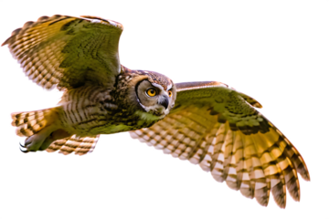 brown owl flying flapping its wings isolated 0n white background, png, ai generated.