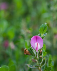 Beautiful close-up of ononis repens