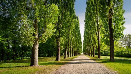 Obraz premium poplar trees canopy and gravel path in a park